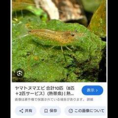 エビください🦐😊