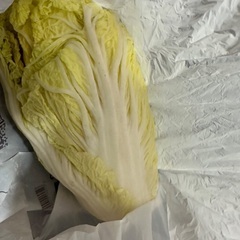 白菜