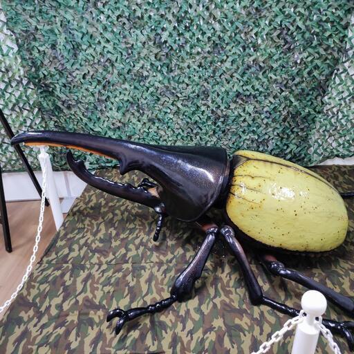 クワガタまとめ