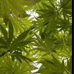 精麻のタッセル作りワークの画像