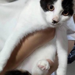🚨緊急保護‼️子猫祭り‼️11月17日(日)すみれペットクリニック様にて『立川地域猫の会』主催🐾子猫の譲渡会(予約不用)を開催致します‼️🐈💗成猫ちゃんも参加致します‼️🐈‍⬛💓皆様のお越しを心よりお待ち致しております❣️🙇‍♀🐈🍀✨ - 立川市