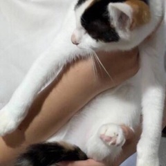 🚨緊急保護‼️子猫祭り‼️11月17日(日)すみれペットクリニック様にて『立川地域猫の会』主催🐾子猫の譲渡会(予約不用)を開催致します‼️🐈💗成猫ちゃんも参加致します‼️🐈‍⬛💓皆様のお越しを心よりお待ち致しております❣️🙇‍♀🐈🍀✨ - 猫