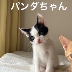 ワンパク可愛いハチワレの男の子