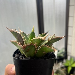 アガベ　赤猫　ブツブツ