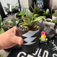 アガベ　コンパクタの画像