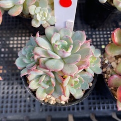 自宅販売してます 多肉植物