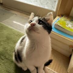 生後2ヶ月のオス猫ちゃん里親さん募集中！