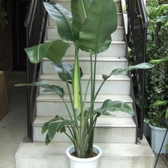 観葉植物