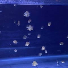 ディスカス　ロートターキス稚魚