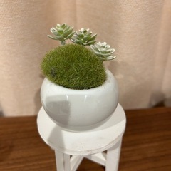 アミング購入　観葉植物　光触媒グリーン　