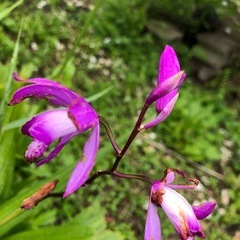 花苗、シラン、ヘメロカリス、アイリスなど

