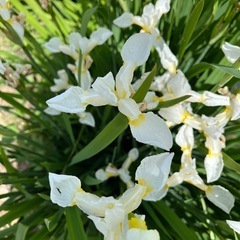 花苗、シラン、ヘメロカリス、アイリスなど
の画像