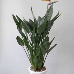 観葉植物