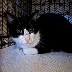 【迷子猫】人馴れした黒白猫を保護しました　猫の飼い主さんを探しています