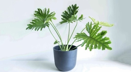観葉植物