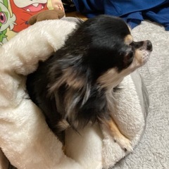 猫用ハウス、小型犬用ハウス、ペットハウス 値下げ検討しますの画像