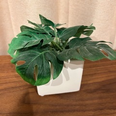 お渡し済み★モンステラ　光触媒　人工観葉植物