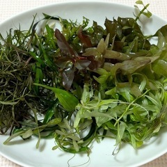 水草大量セット