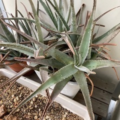 アロエ