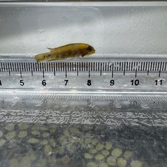 Ap.ギビケプス（WILD）のメス1匹の画像