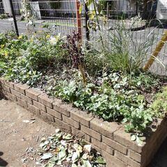 小金井市内小規模公園花壇の、小さな花壇ボランティア (随時メンバー募集) - ボランティア