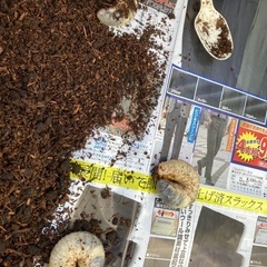 カブトムシ幼虫