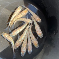メダカ、蜜柑🍊を全国にお届け🐟
