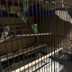 セキセイインコ四羽オス3羽メス1羽 - 由布市