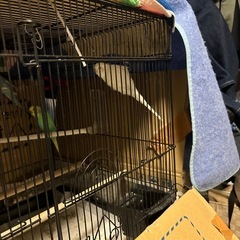 セキセイインコ四羽オス3羽メス1羽 - その他