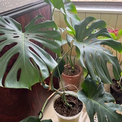 植物