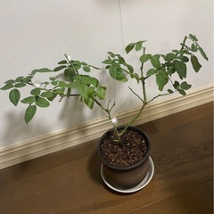 薔薇 フランス品種 クリスチャンディオール つるバラ 赤 苗