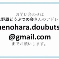 🚨緊急保護‼️子猫祭り‼️11月17日(日)すみれペットクリニック様にて『立川地域猫の会』主催🐾子猫の譲渡会(予約不用)を開催致します‼️🐈💕成猫ちゃんも参加致します‼️🐈🌟皆様のお越しを心よりお待ち致しております❣️🙇‍♀🐈🍀✨ - 立川市