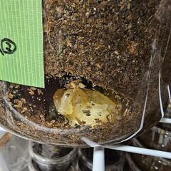 クワカブ余品販売2025/8/9更新の画像