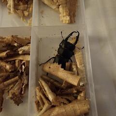 クワカブ余品販売2025/8/9更新の画像