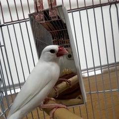 文鳥（白）