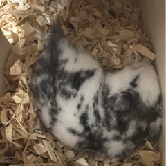ダルメシアンハムスター
