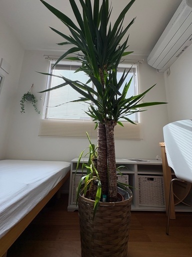 観葉植物　ユッカ　青年の木