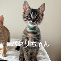綺麗なキジトラの赤ちゃん猫です
