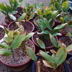 すずらん10本の画像