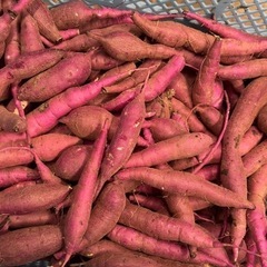 サツマイモ 紅はるか 10キロの画像