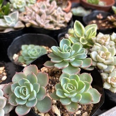多肉植物整理