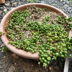 多肉植物整理の画像