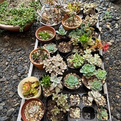 多肉植物整理の画像