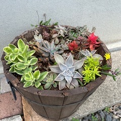 多肉植物整理の画像