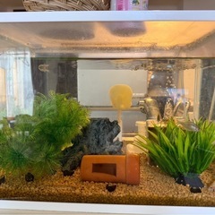 水槽の中の魚まとめて引き取ってください