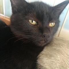 ノラの子ネコです。 - 猫