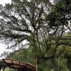 大木　枝切り　お願い出来ます方の画像