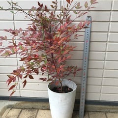 赤実 なんてん ナンテン 苗 真赤に紅葉の画像