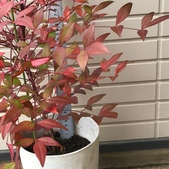 赤実 なんてん ナンテン 苗 真赤に紅葉の画像