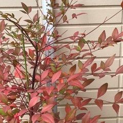 赤実 なんてん ナンテン 苗 真赤に紅葉の画像
